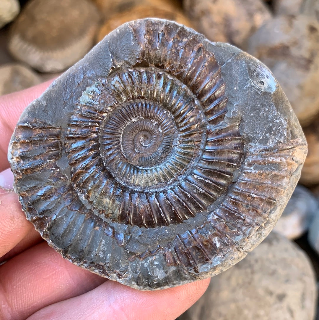 Dactylioceras (split pair) ammonite fossil - Whitby, North Yorkshire Jurassic Coast