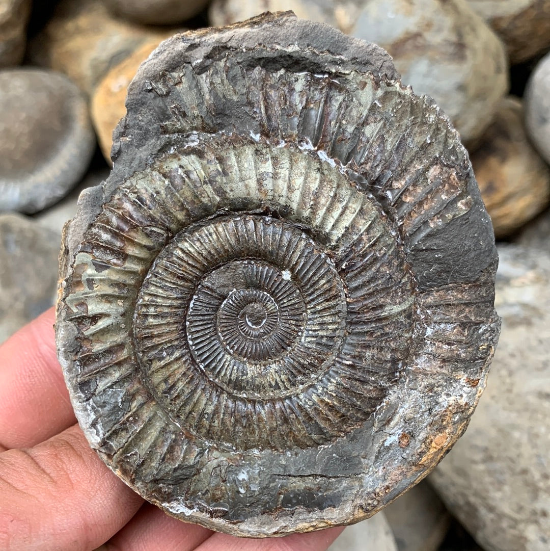 Dactylioceras (split pair) ammonite fossil - Whitby, North Yorkshire Jurassic Coast