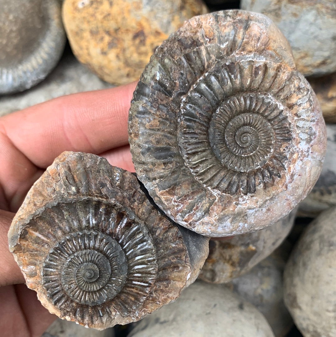 Dactylioceras (split pair) ammonite fossil - Whitby, North Yorkshire Jurassic Coast