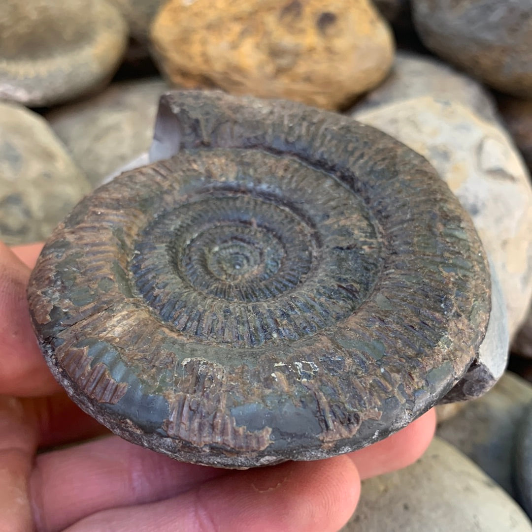 Dactylioceras semicelatum ammonite fossil - Whitby, North Yorkshire Jurassic Coast