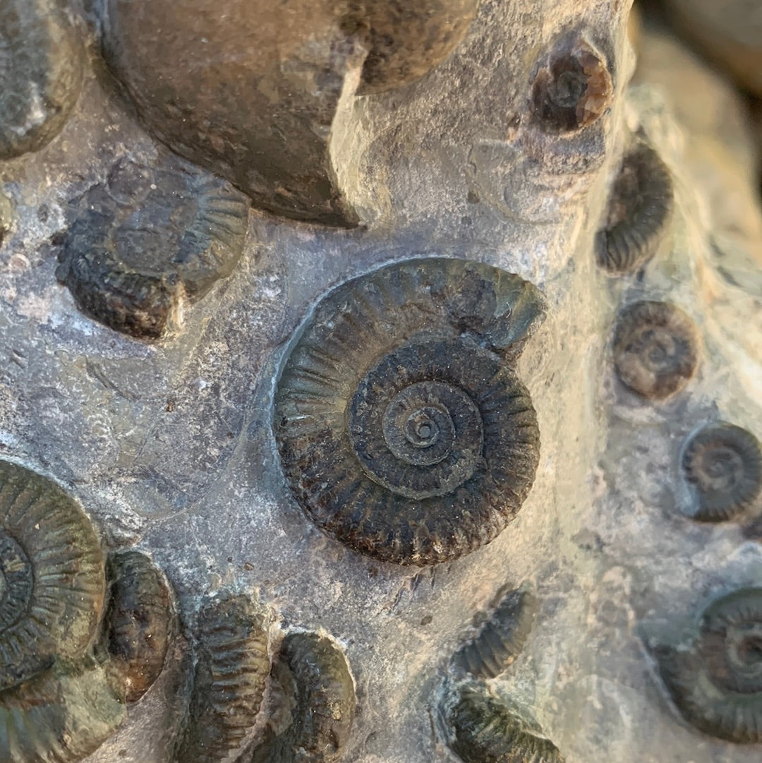 Gracile Multi-block ammonite fossil - Whitby, North Yorkshire Jurassic Coast