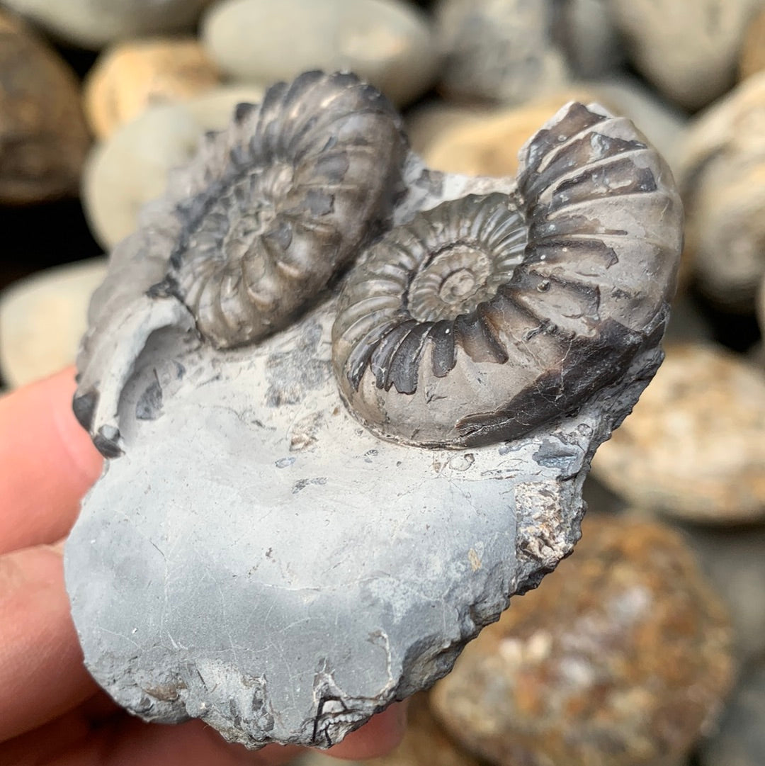 Aegasteroceras sagittarium ammonite fossil double - Whitby, North Yorkshire