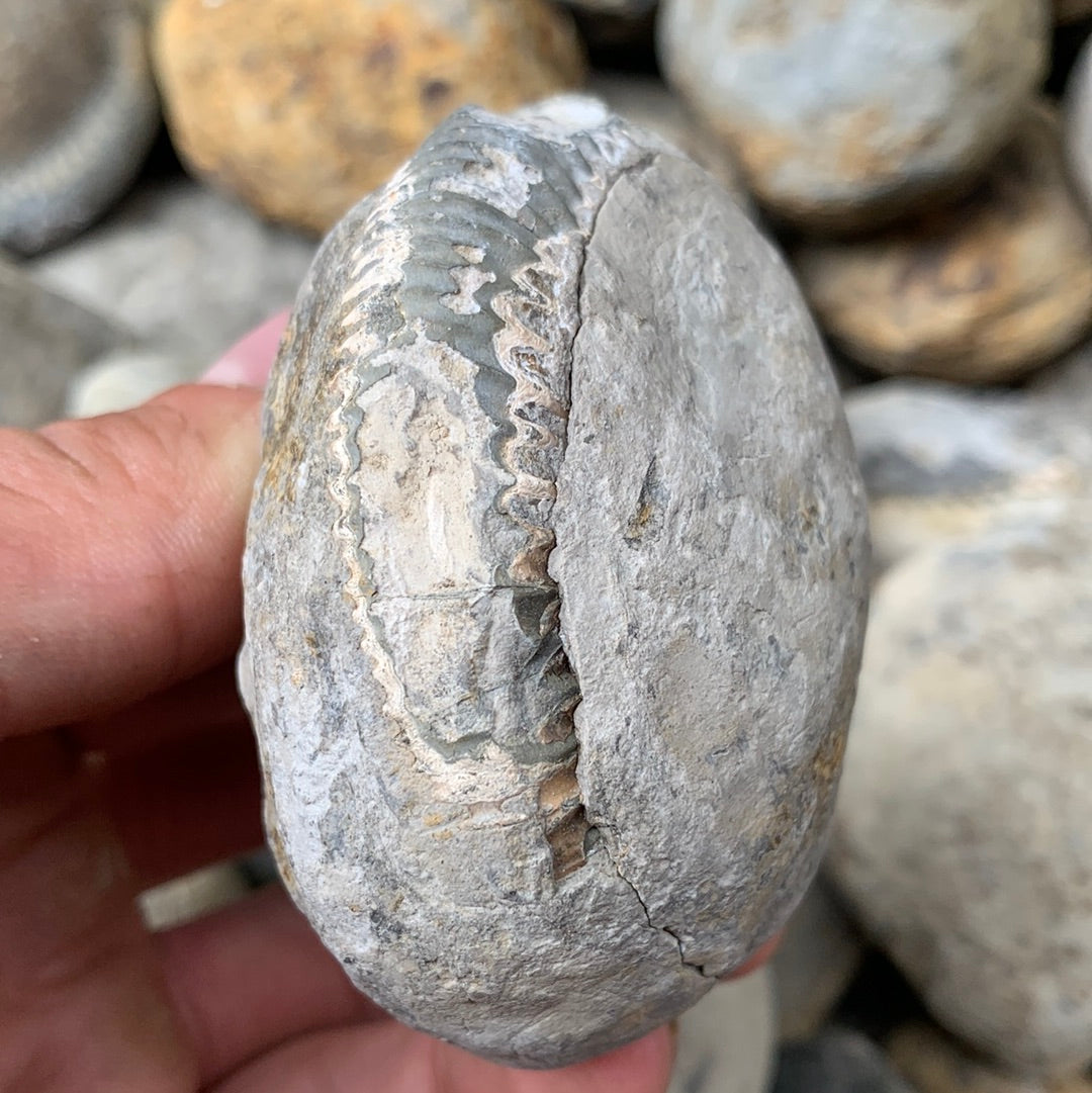 Dactylioceras (split pair) ammonite fossil - Whitby, North Yorkshire Jurassic Coast