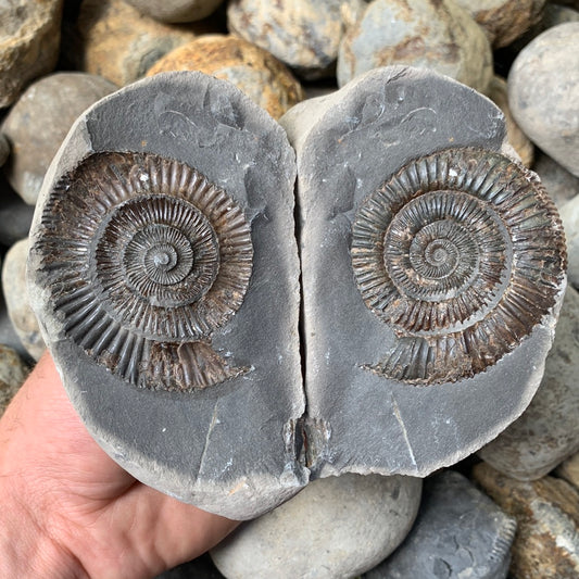 Dactylioceras (split pair) ammonite fossil - Whitby, North Yorkshire Jurassic Coast