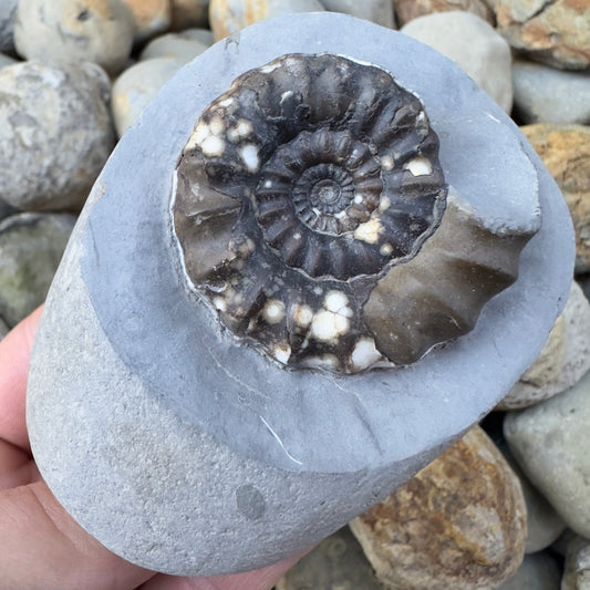 Androgynoceras maculatum ammonite fossil - Whitby, North Yorkshire