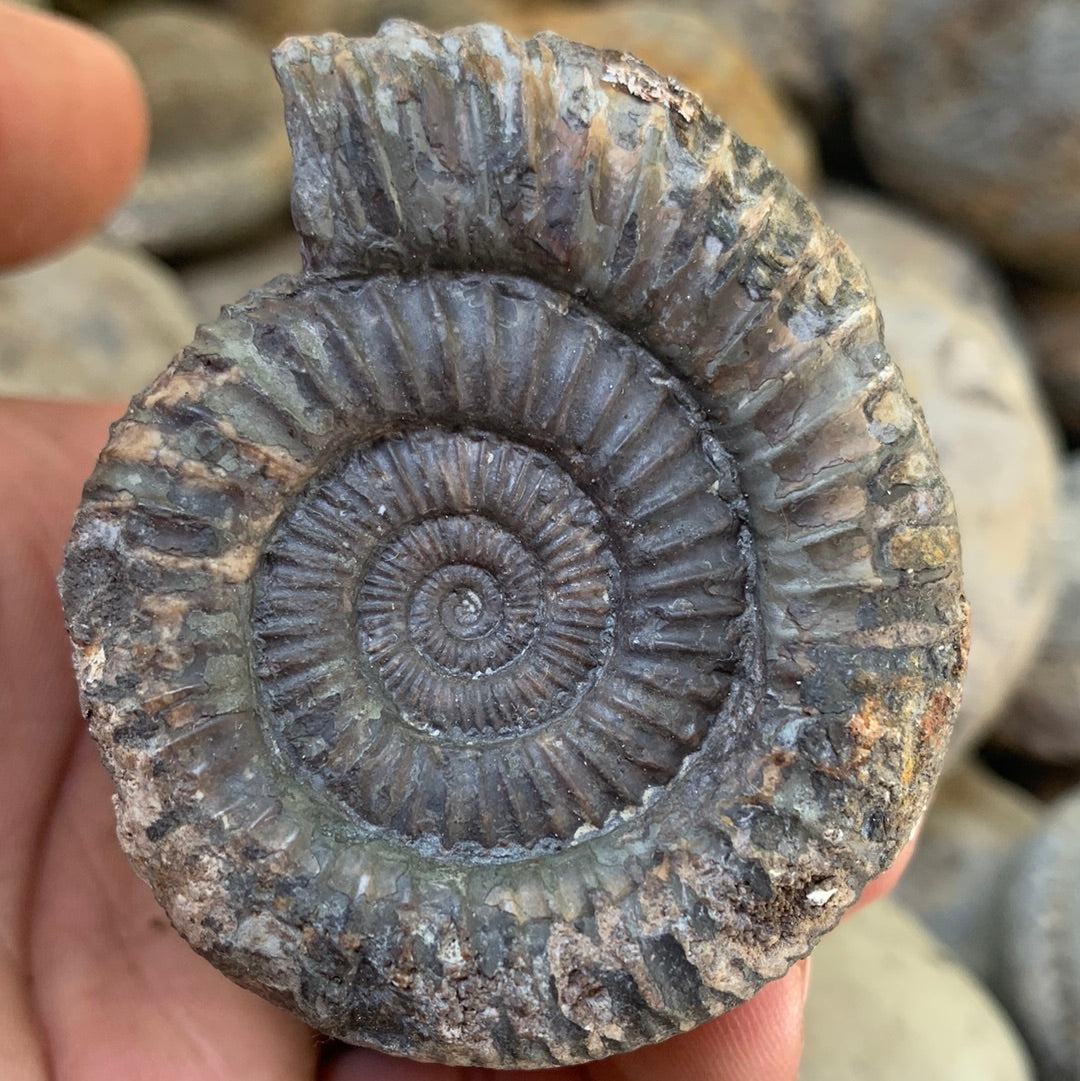 Dactylioceras Double ammonite fossil - Whitby, North Yorkshire Jurassic Coast