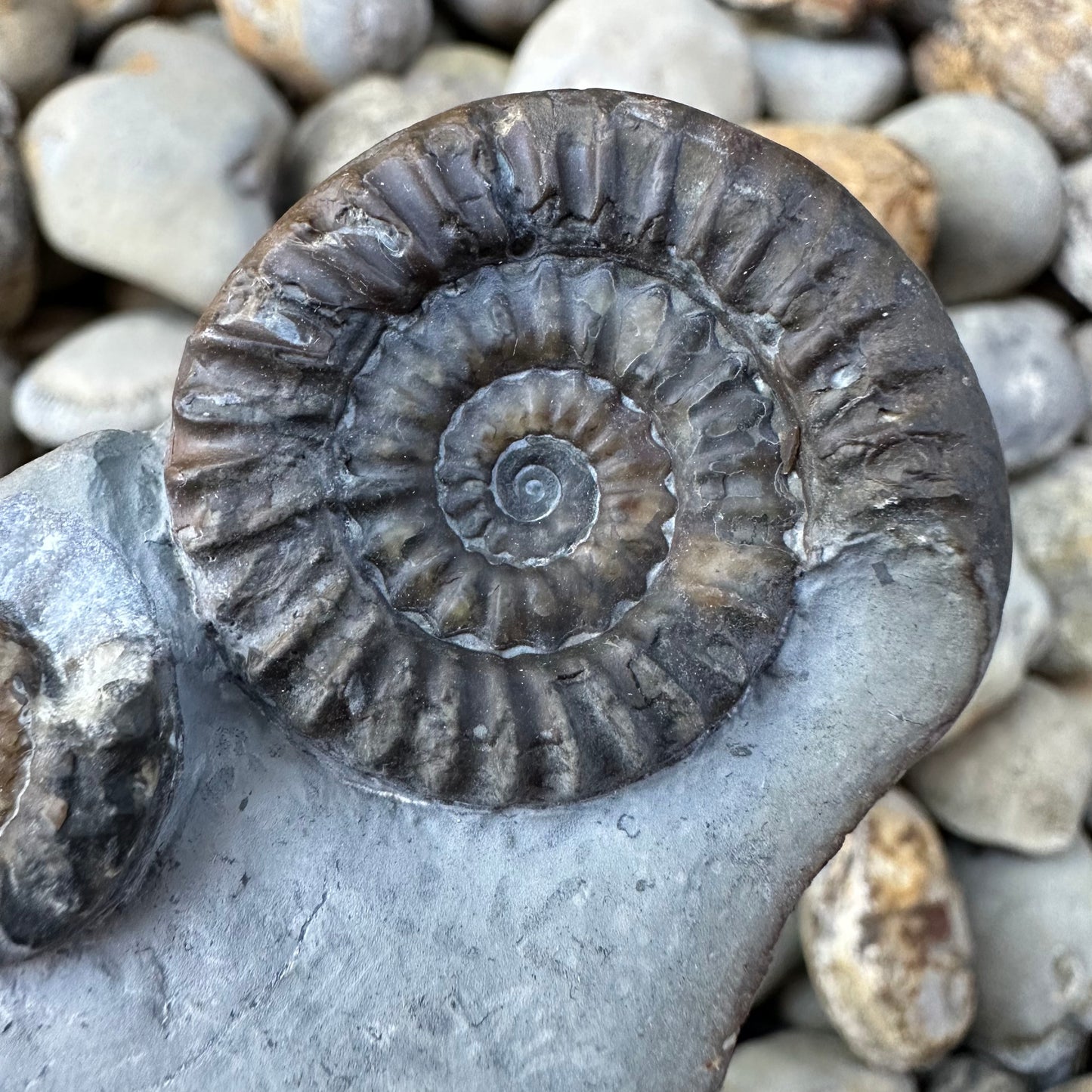 Arnioceras ammonite shell fossil - Whitby, North Yorkshire Jurassic Coast