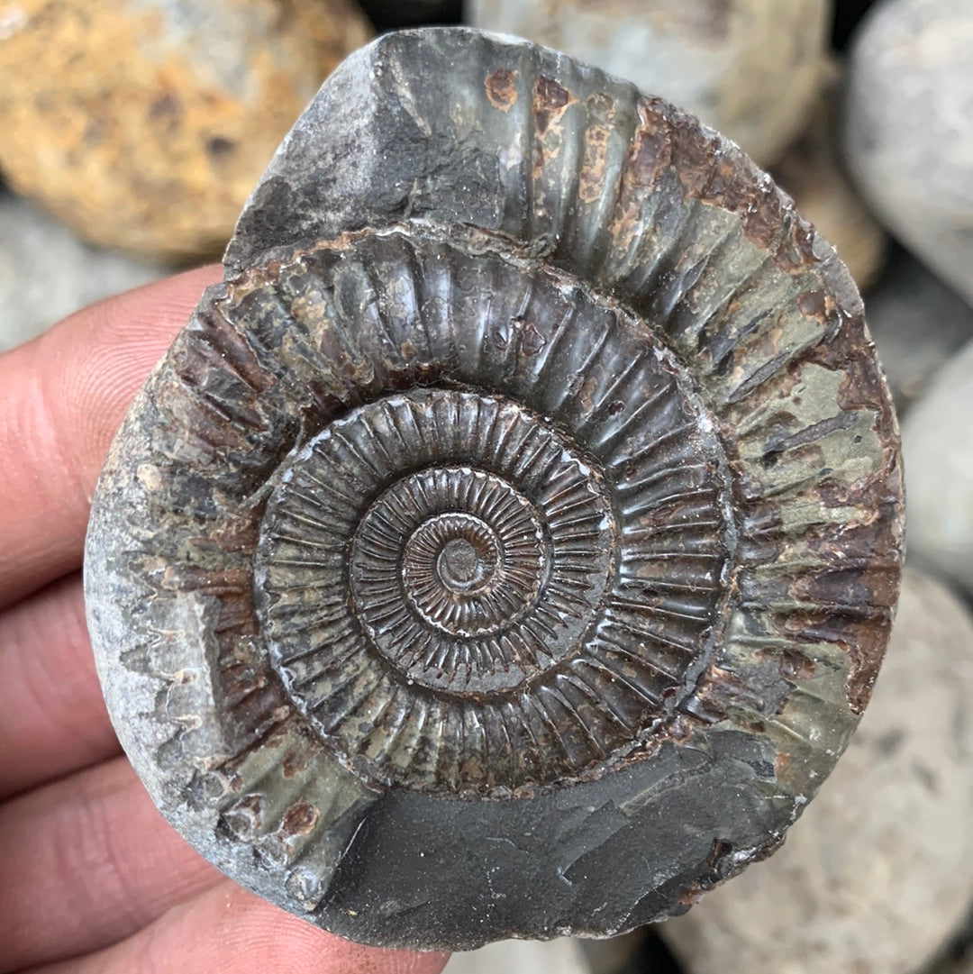 Dactylioceras (split pair) ammonite fossil - Whitby, North Yorkshire Jurassic Coast