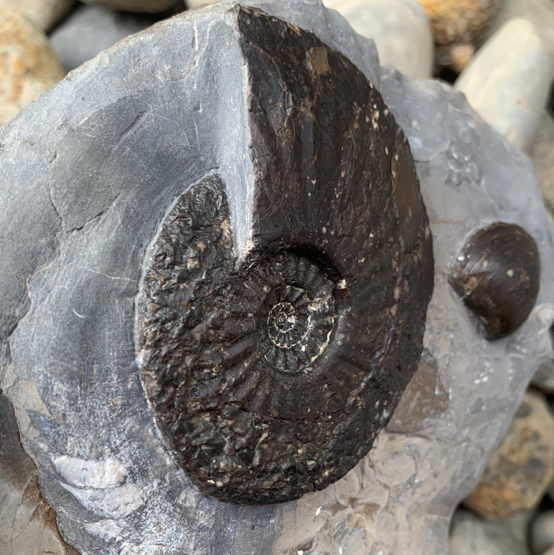 Amaltheus margaritatus ammonite fossil - Whitby, North Yorkshire