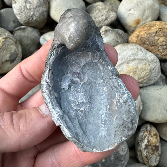 Yorkshire Fossils / £20 and under – Yorkshire.Fossils