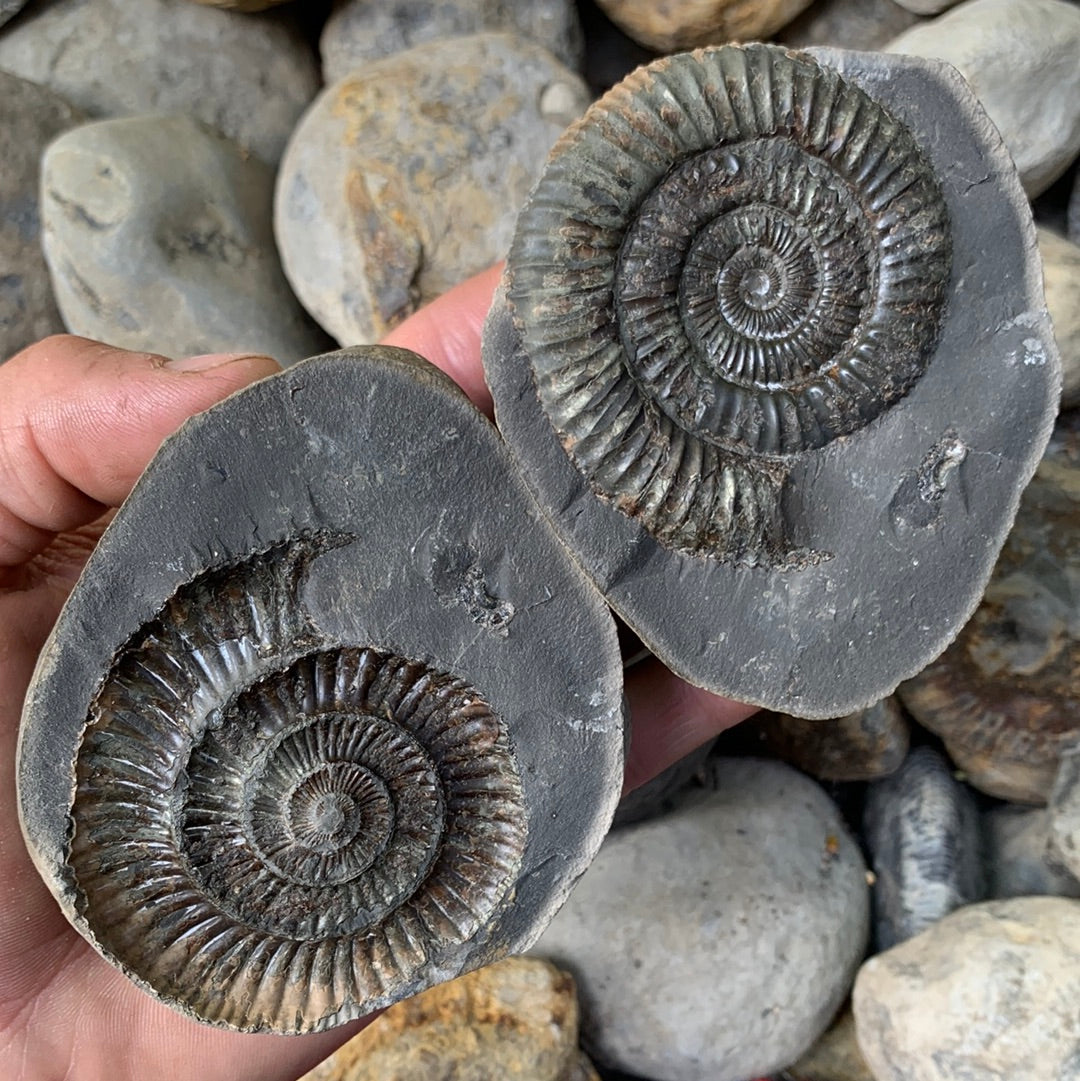 Dactylioceras (split pair) ammonite fossil - Whitby, North Yorkshire Jurassic Coast