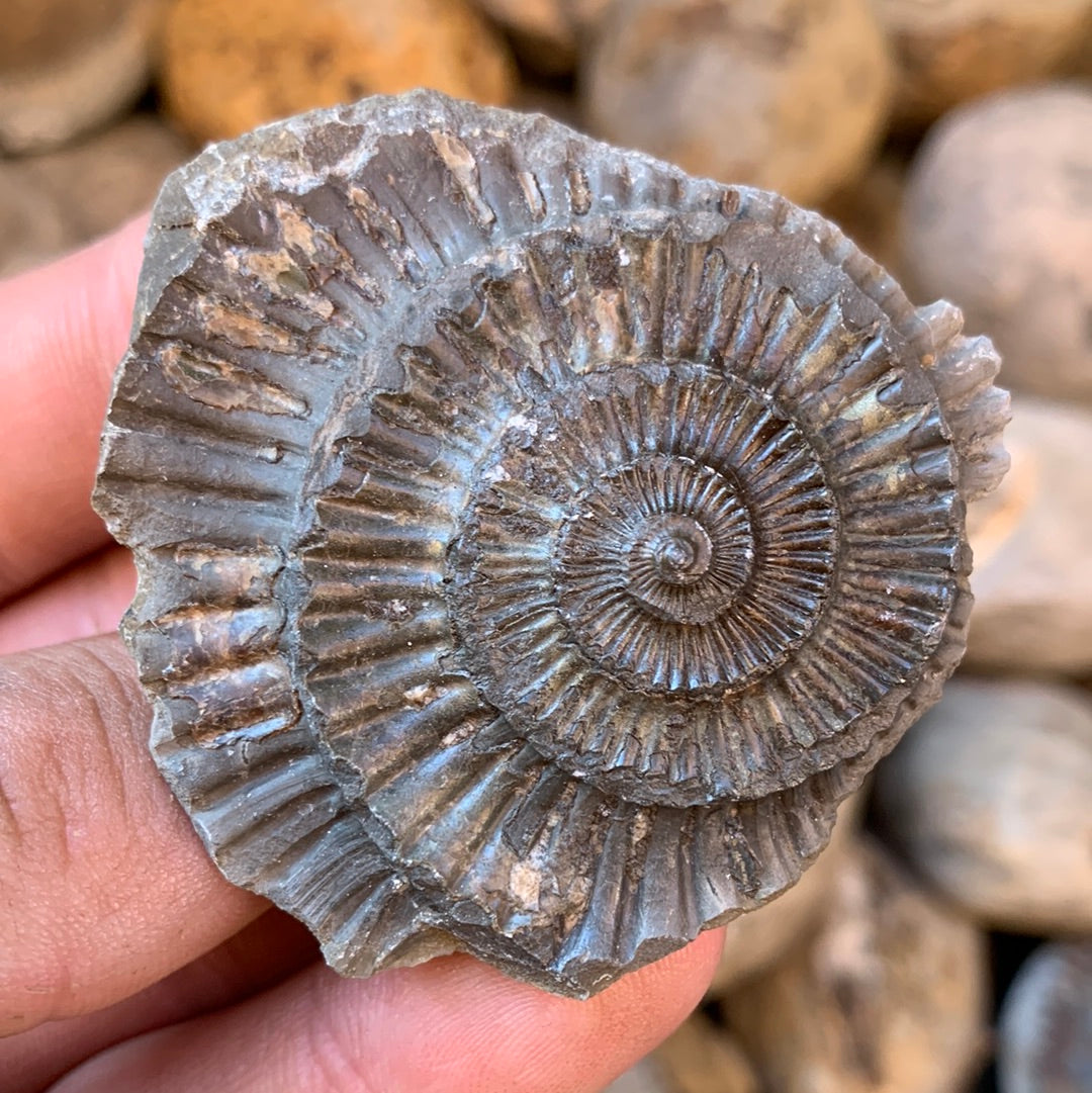 Dactylioceras (split pair) ammonite fossil - Whitby, North Yorkshire Jurassic Coast