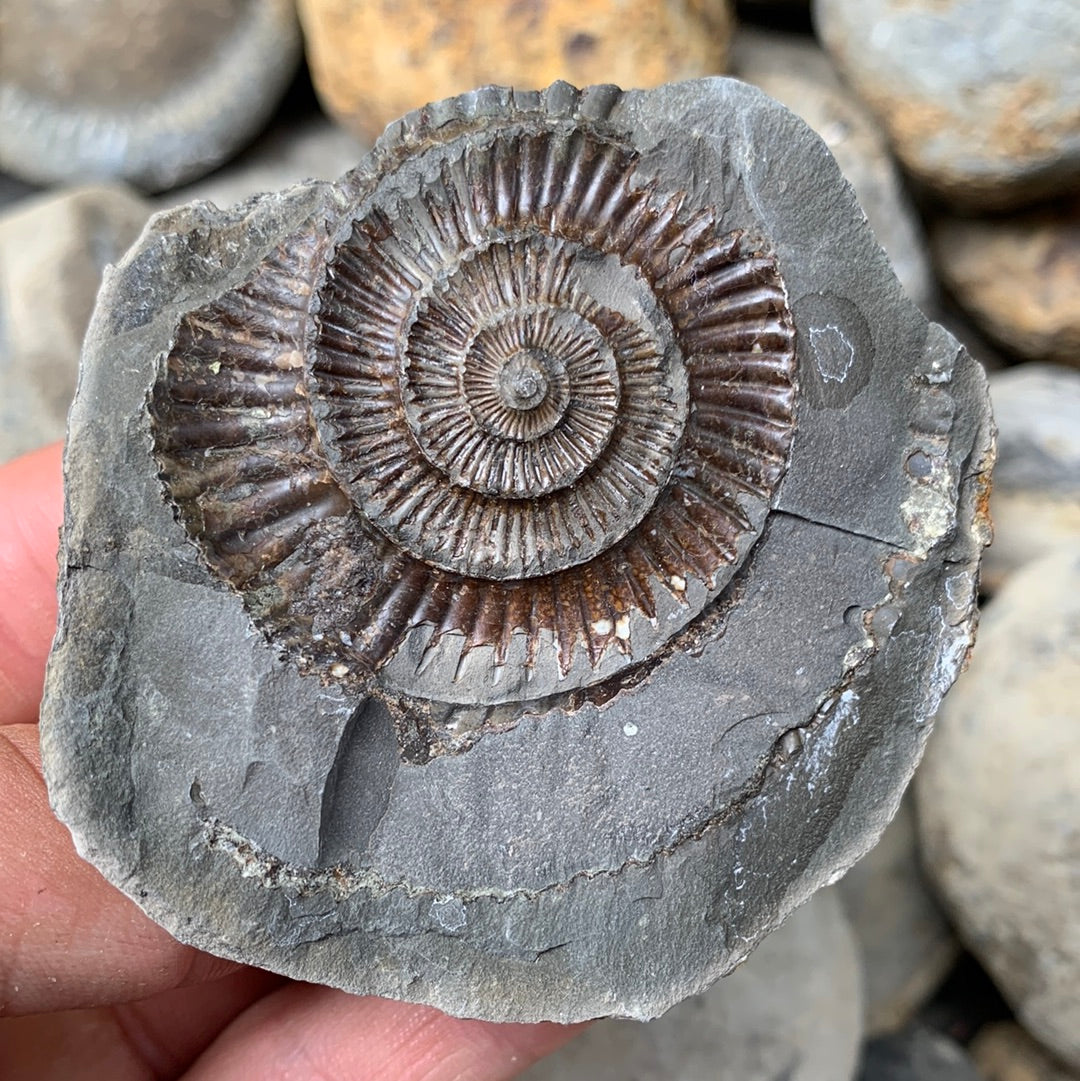 Dactylioceras (split pair) ammonite fossil - Whitby, North Yorkshire Jurassic Coast