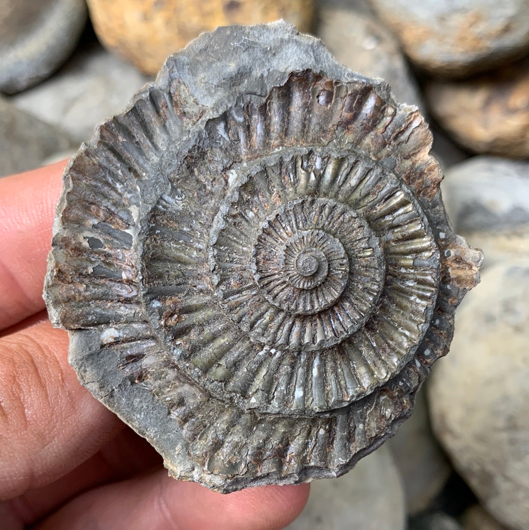 Dactylioceras (split pair) ammonite fossil - Whitby, North Yorkshire Jurassic Coast