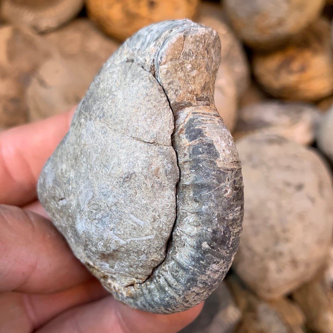 Dactylioceras (split pair) ammonite fossil - Whitby, North Yorkshire Jurassic Coast