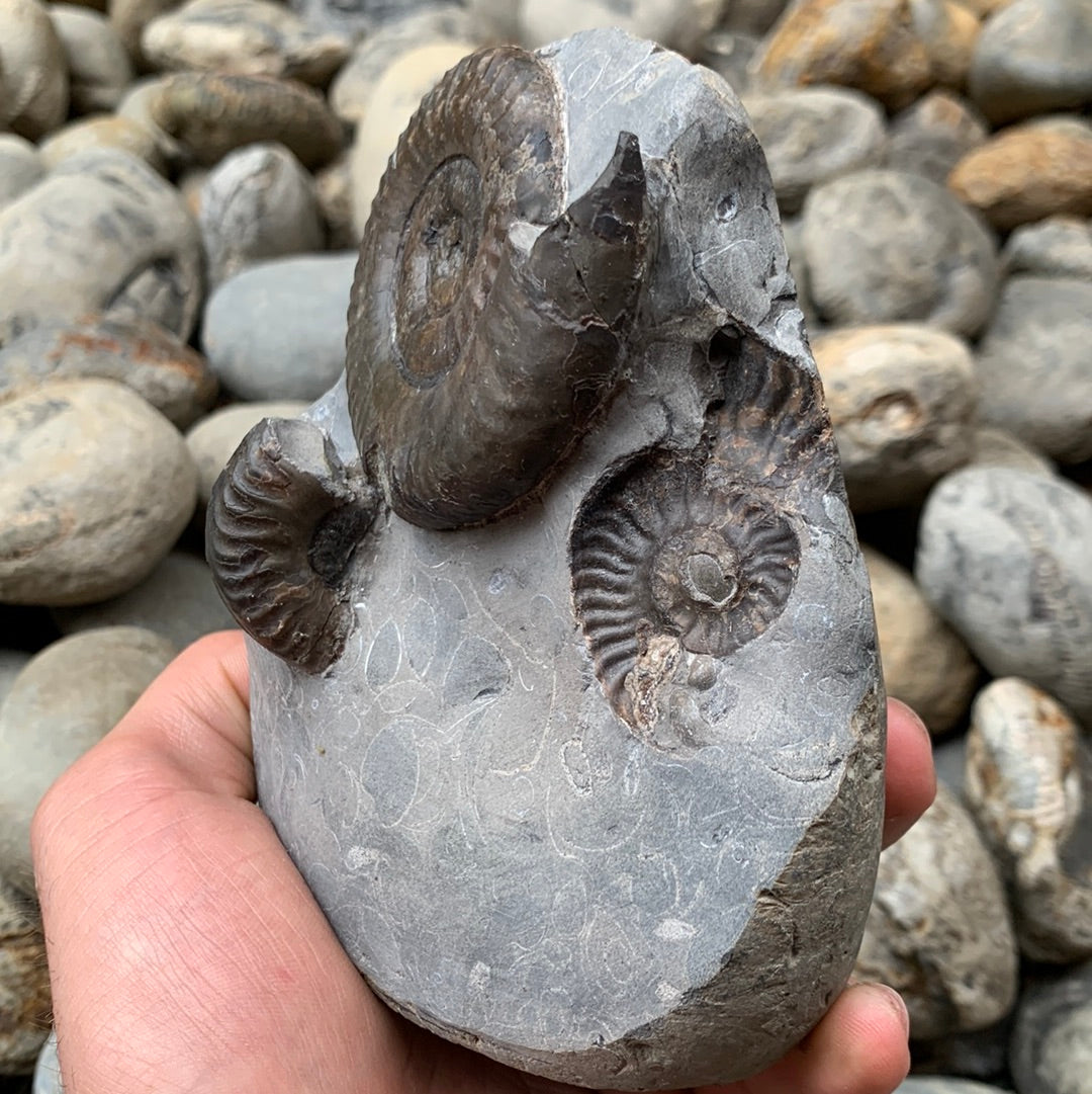 Grammoceras thouarense ammonite fossil - Whitby, North Yorkshire Jurassic Coast