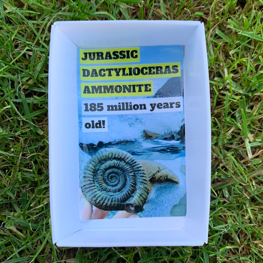 Yorkshire Ammonite Shell Fossil Bundle - Jurassic Coast Fossil Bundle Whitby, North Yorkshire