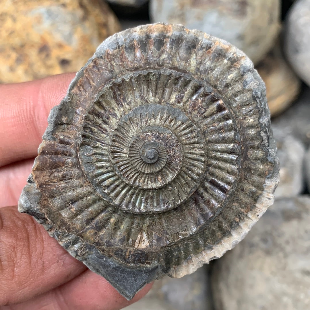 Dactylioceras (split pair) ammonite fossil - Whitby, North Yorkshire Jurassic Coast