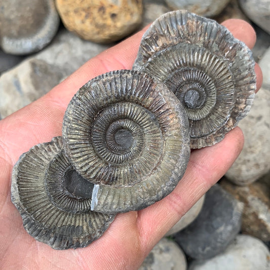 Dactylioceras (split pair) ammonite fossil - Whitby, North Yorkshire Jurassic Coast