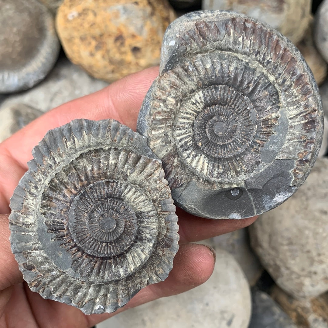 Dactylioceras (split pair) ammonite fossil - Whitby, North Yorkshire Jurassic Coast