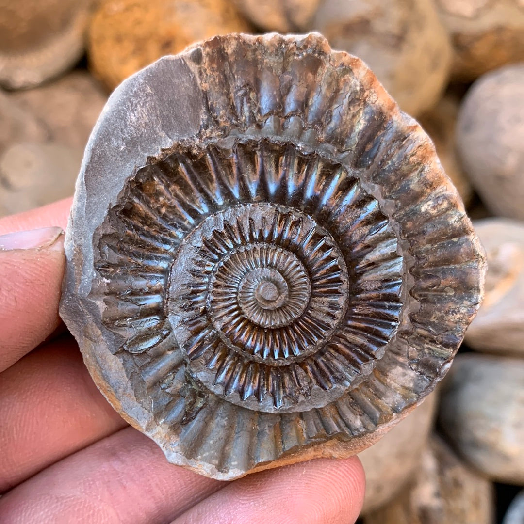 Dactylioceras (split pair) ammonite fossil - Whitby, North Yorkshire Jurassic Coast