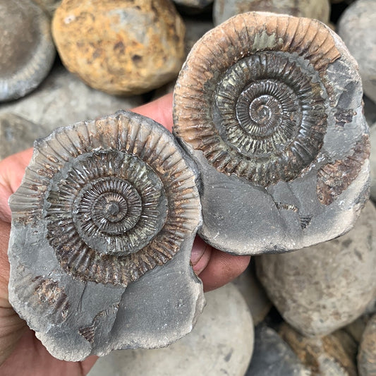 Dactylioceras (split pair) ammonite fossil - Whitby, North Yorkshire Jurassic Coast