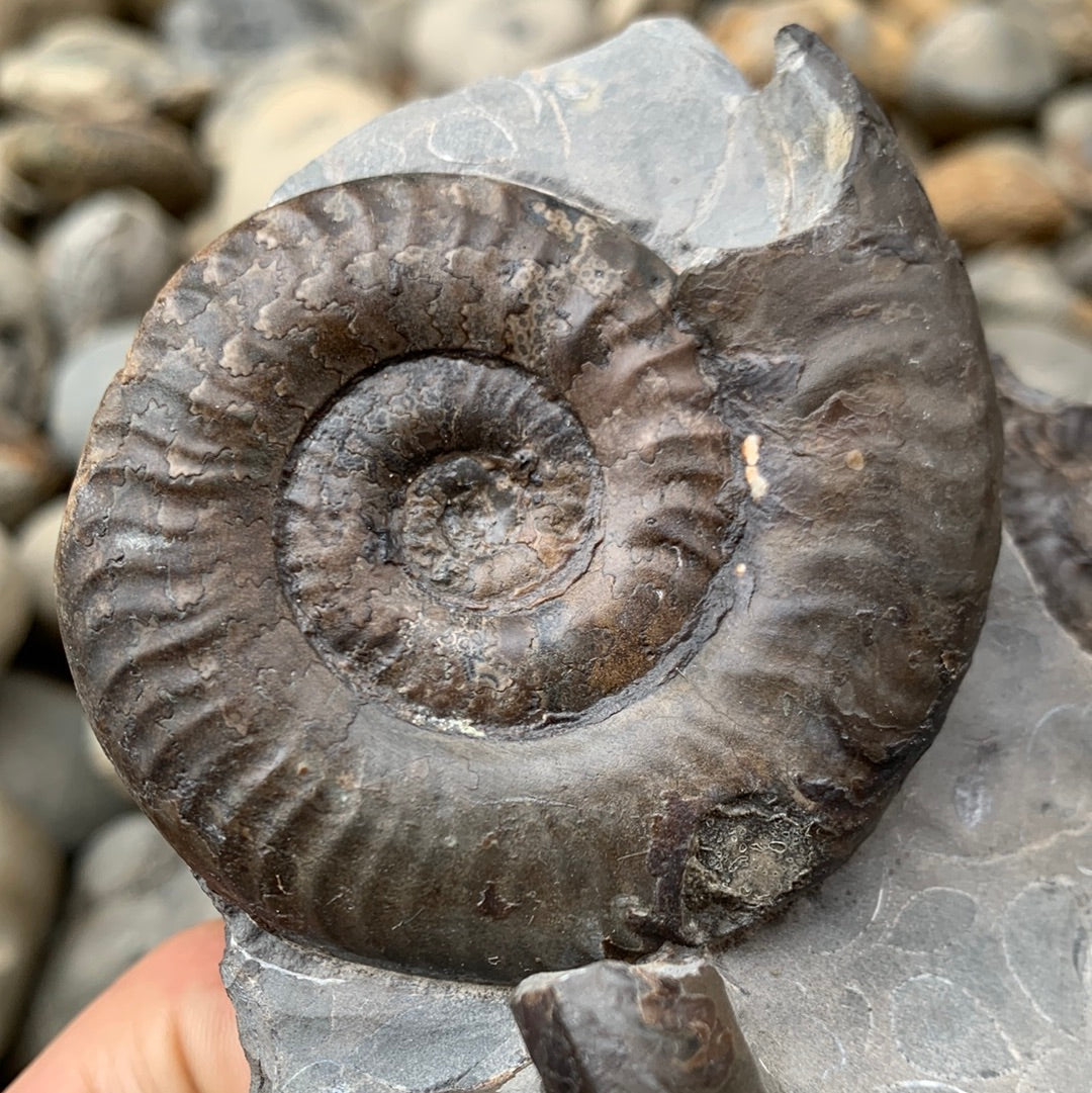 Grammoceras thouarense ammonite fossil - Whitby, North Yorkshire Jurassic Coast