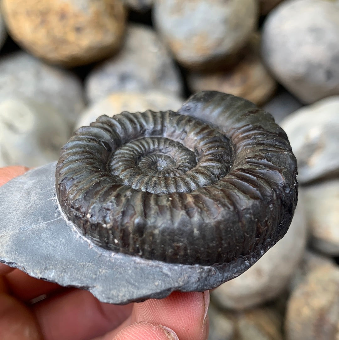 Porpoceras vortex ammonite fossil - Whitby, North Yorkshire Jurassic Coast, Yorkshire fossils