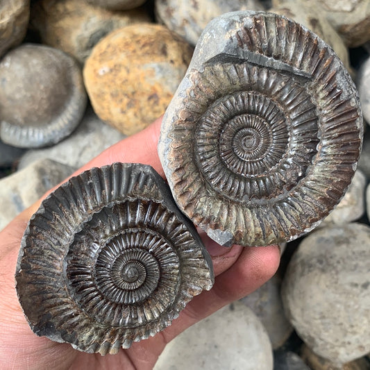 Dactylioceras (split pair) ammonite fossil - Whitby, North Yorkshire Jurassic Coast