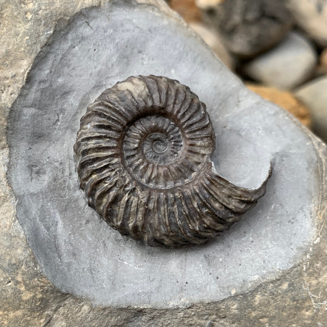 Schlothemia sp. ammonite fossil - Whitby, North Yorkshire Jurassic Coast, Yorkshire fossils