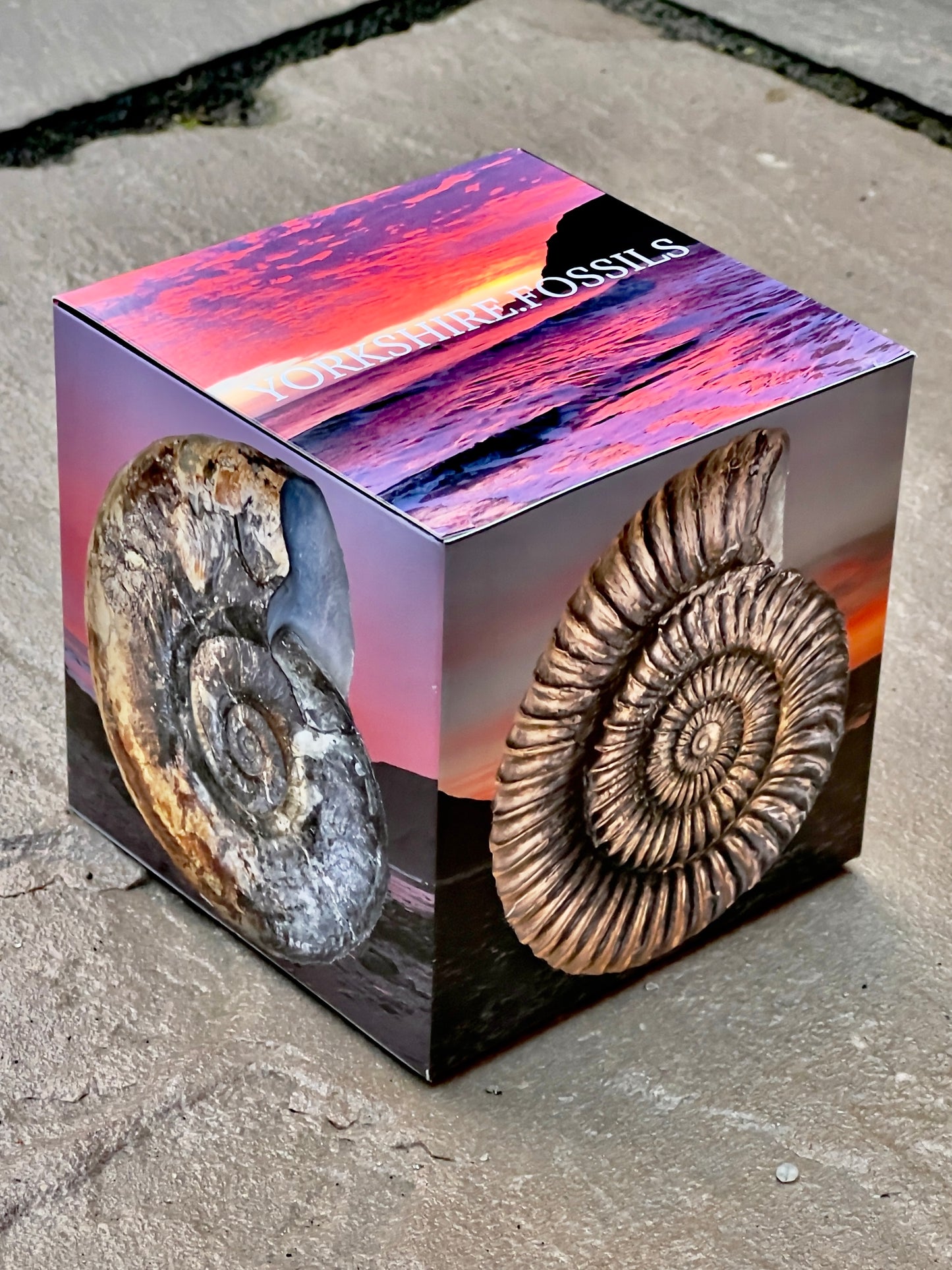 Yorkshire Fossils Gift Box Bundle - Ammonite shell fossil Jurassic Coa ...