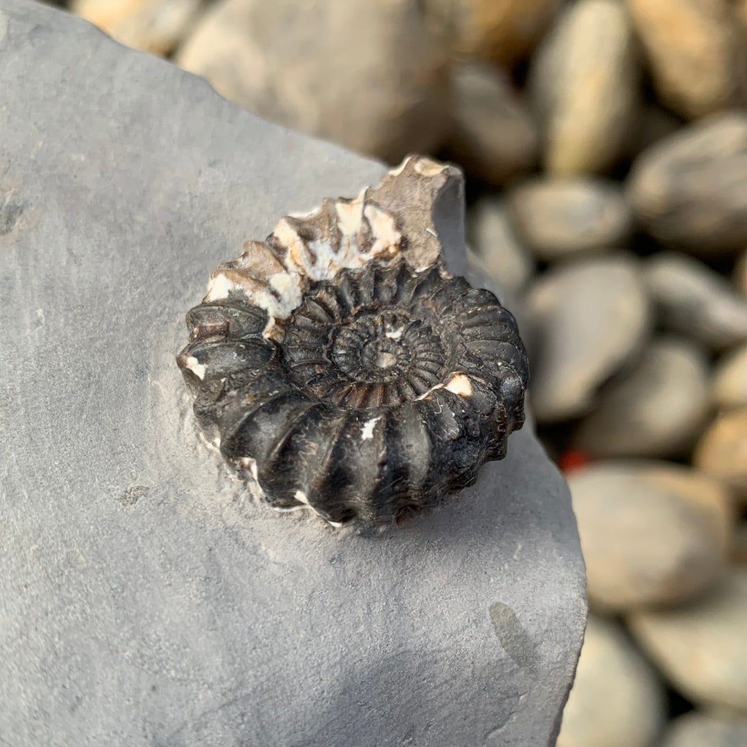 Oistoceras Figulinum ammonite fossil - Whitby, North Yorkshire Jurassic Coast, Yorkshire fossils