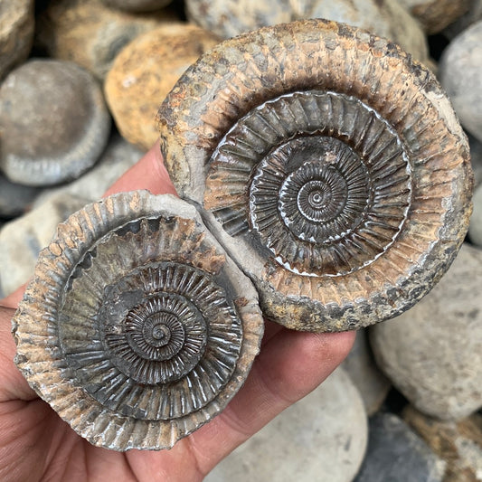 Dactylioceras (split pair) ammonite fossil - Whitby, North Yorkshire Jurassic Coast