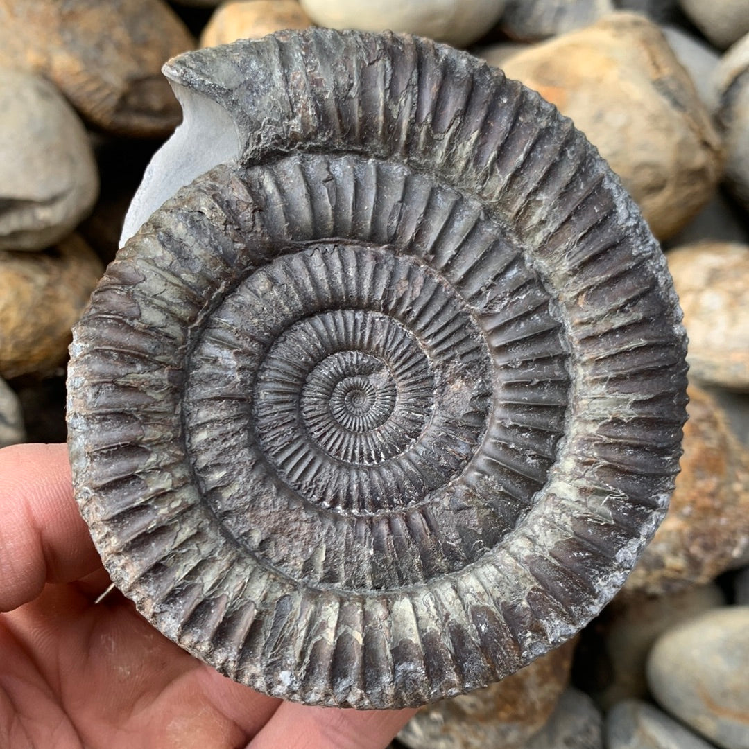 Dactylioceras Commune, Upper Lias, Lower Jurassic Ammonite, 50% OFF