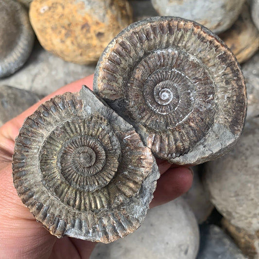 Dactylioceras (split pair) ammonite fossil - Whitby, North Yorkshire Jurassic Coast