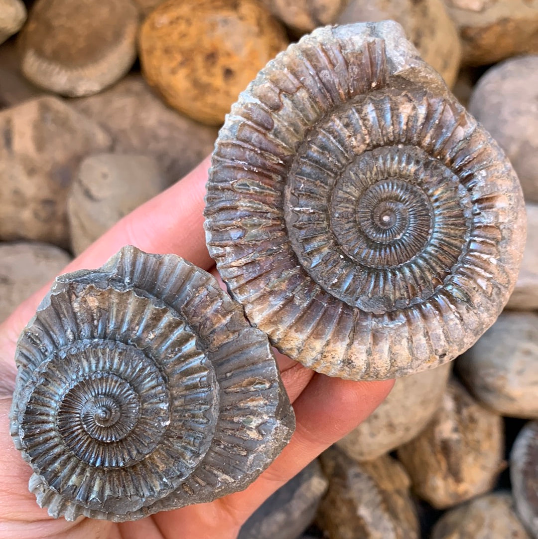 Dactylioceras (split pair) ammonite fossil - Whitby, North Yorkshire Jurassic Coast