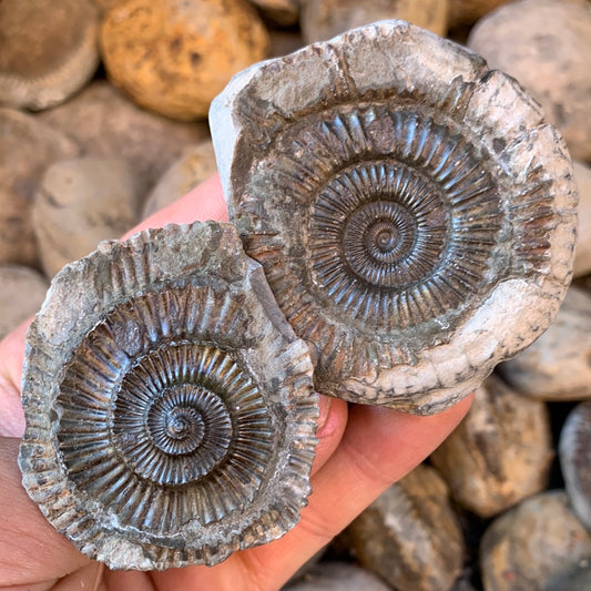 Dactylioceras (split pair) ammonite fossil - Whitby, North Yorkshire Jurassic Coast