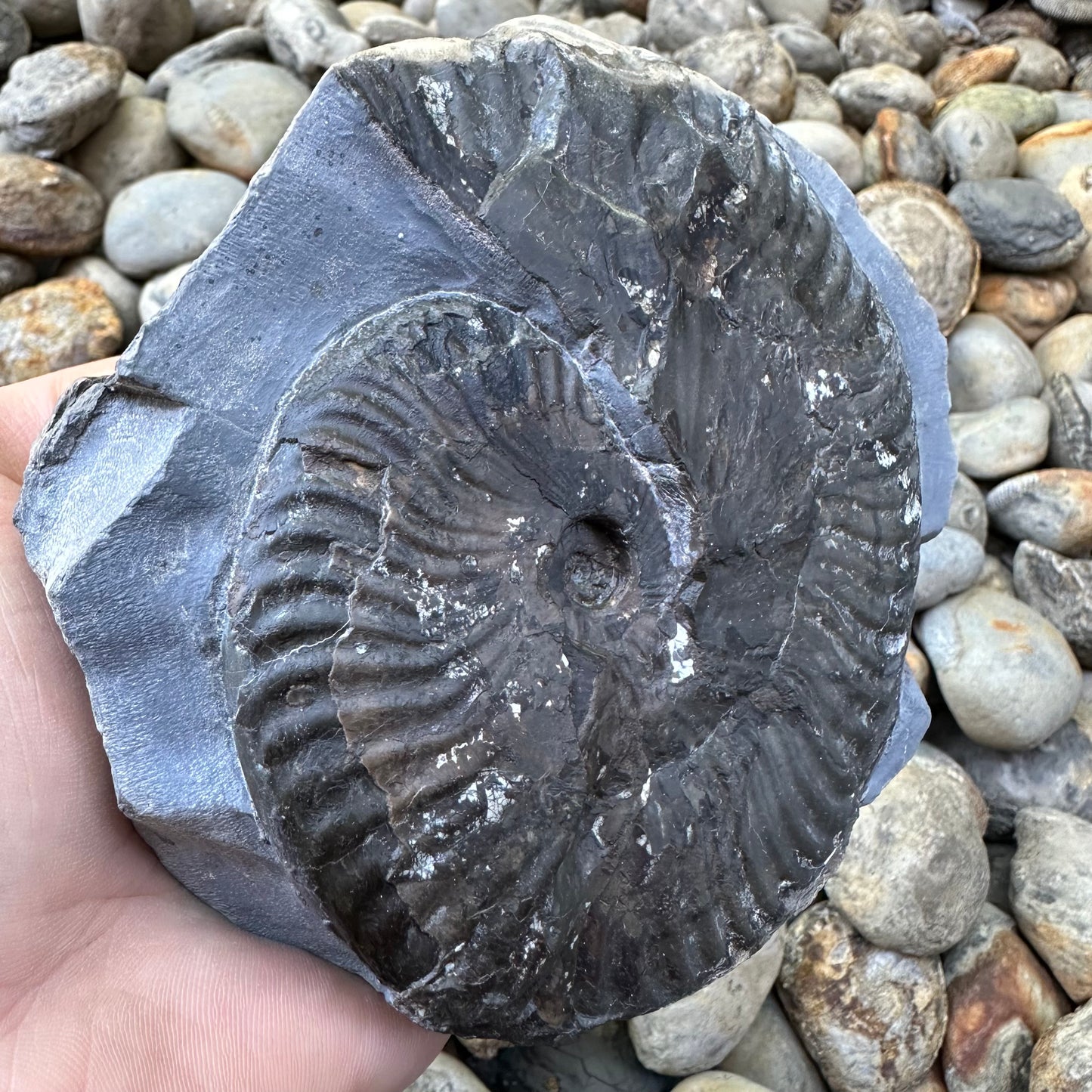 Pseudolioceras lythense ammonite fossil - Whitby, North Yorkshire, Yorkshire Fossils on the Jurassic Coast