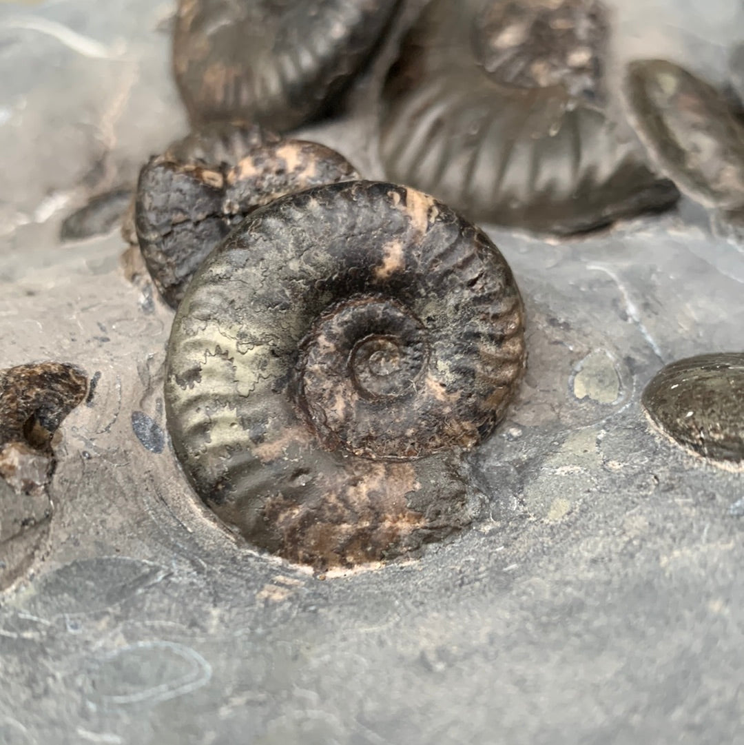 Grammoceras thouarense multi-block ammonite fossil - Whitby, North Yorkshire Jurassic Coast Yorkshire Fossils