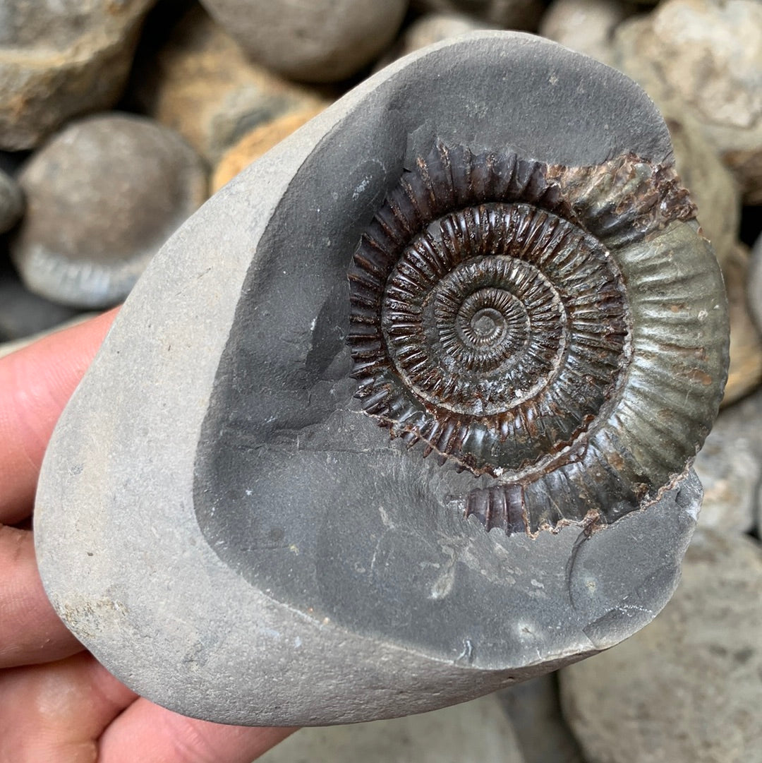 Dactylioceras (split pair) ammonite fossil - Whitby, North Yorkshire Jurassic Coast