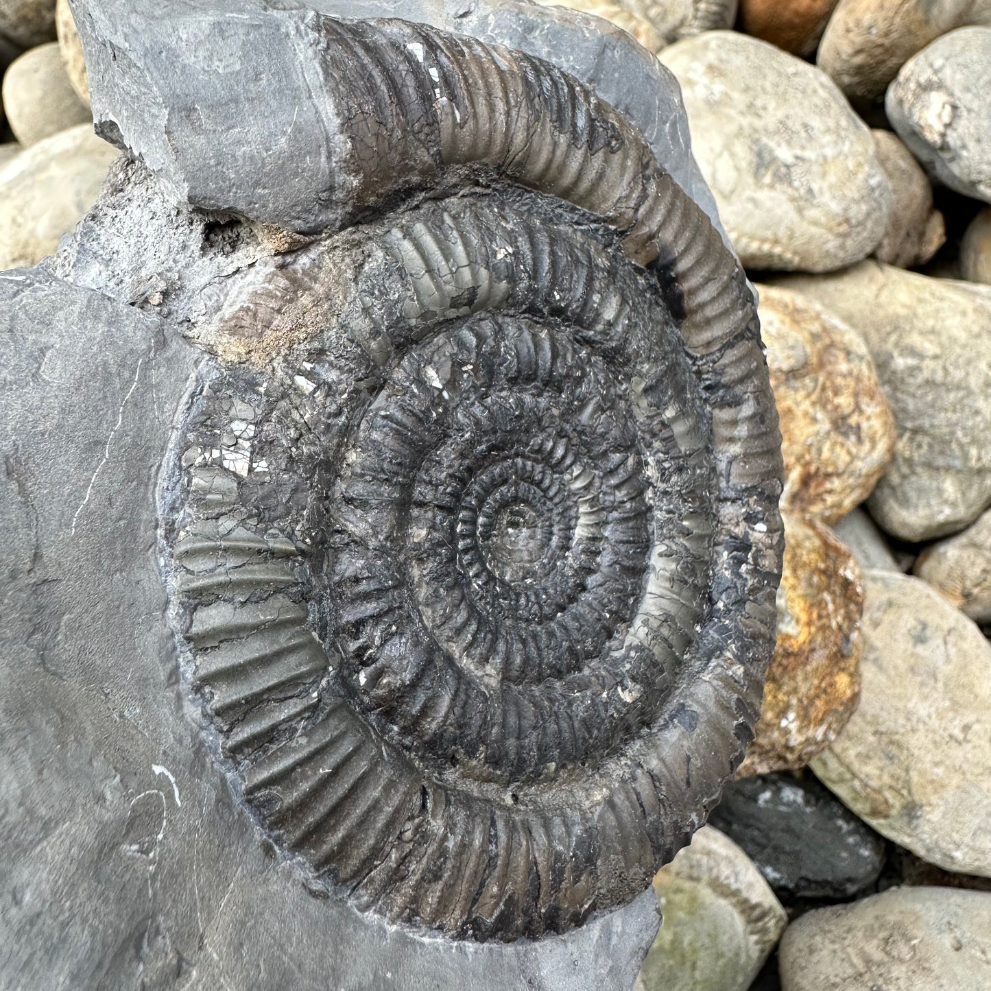 Paltechioceras sp. Ammonite fossil - Whitby, North Yorkshire Jurassic Coast
