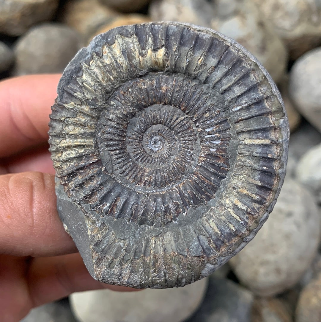 Dactylioceras (split pair) ammonite fossil - Whitby, North Yorkshire Jurassic Coast