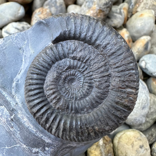 Dactylioceras sp. ammonite fossil - Whitby, North Yorkshire, Yorkshire Fossils found on the Jurassic Coast