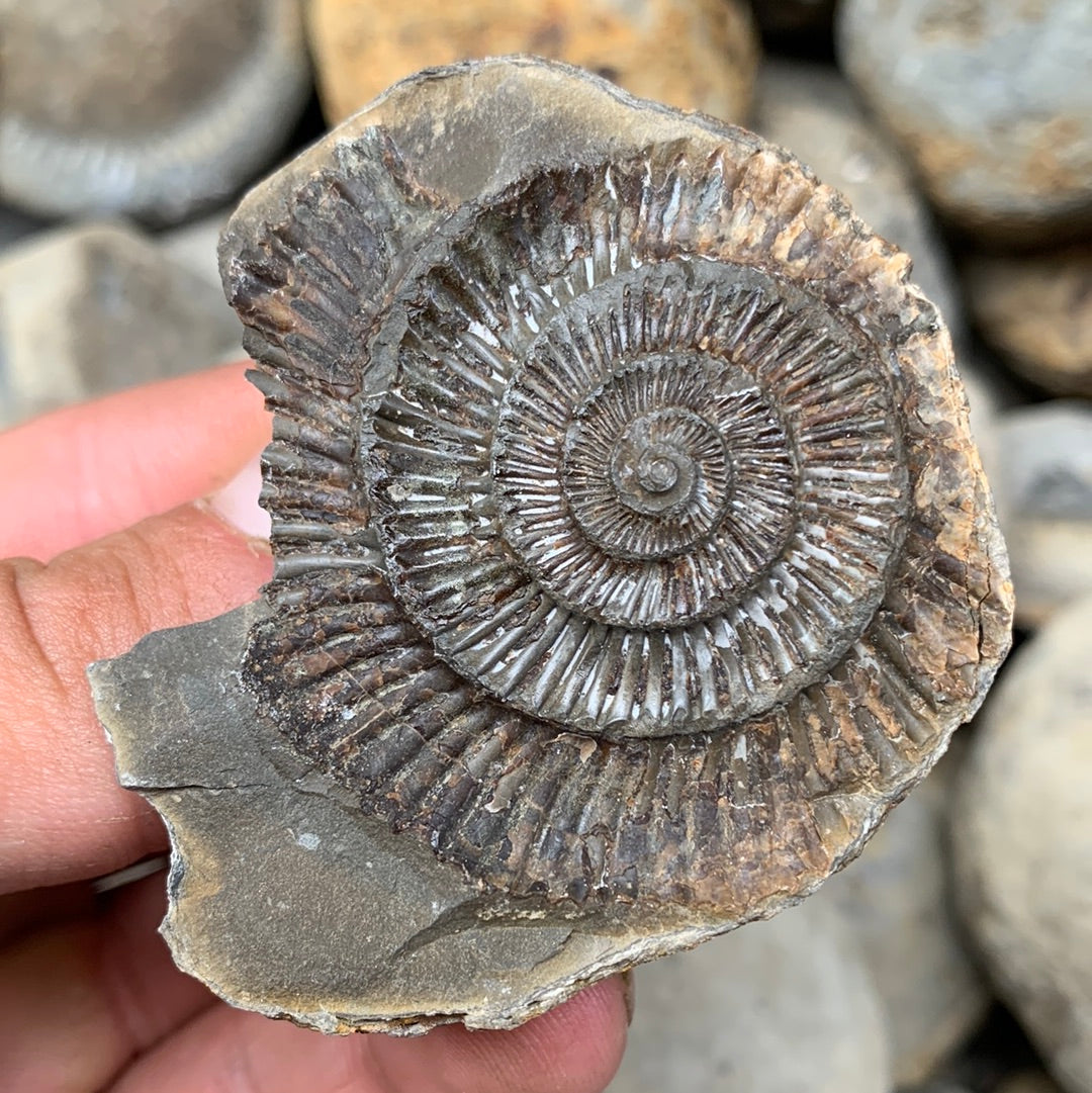 Dactylioceras (split pair) ammonite fossil - Whitby, North Yorkshire Jurassic Coast