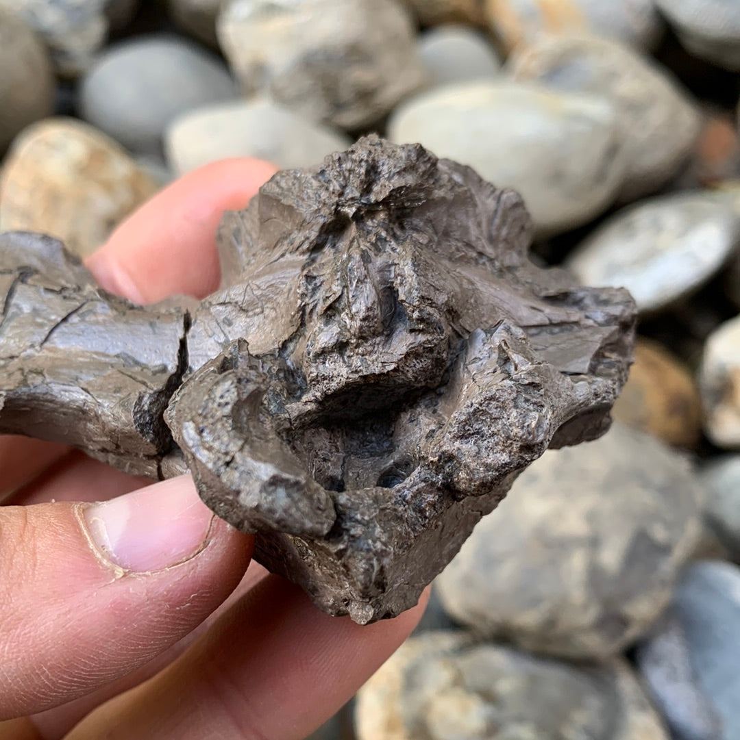 Partial Crocodile Skull - Marine Reptile Whitby, North Yorkshire