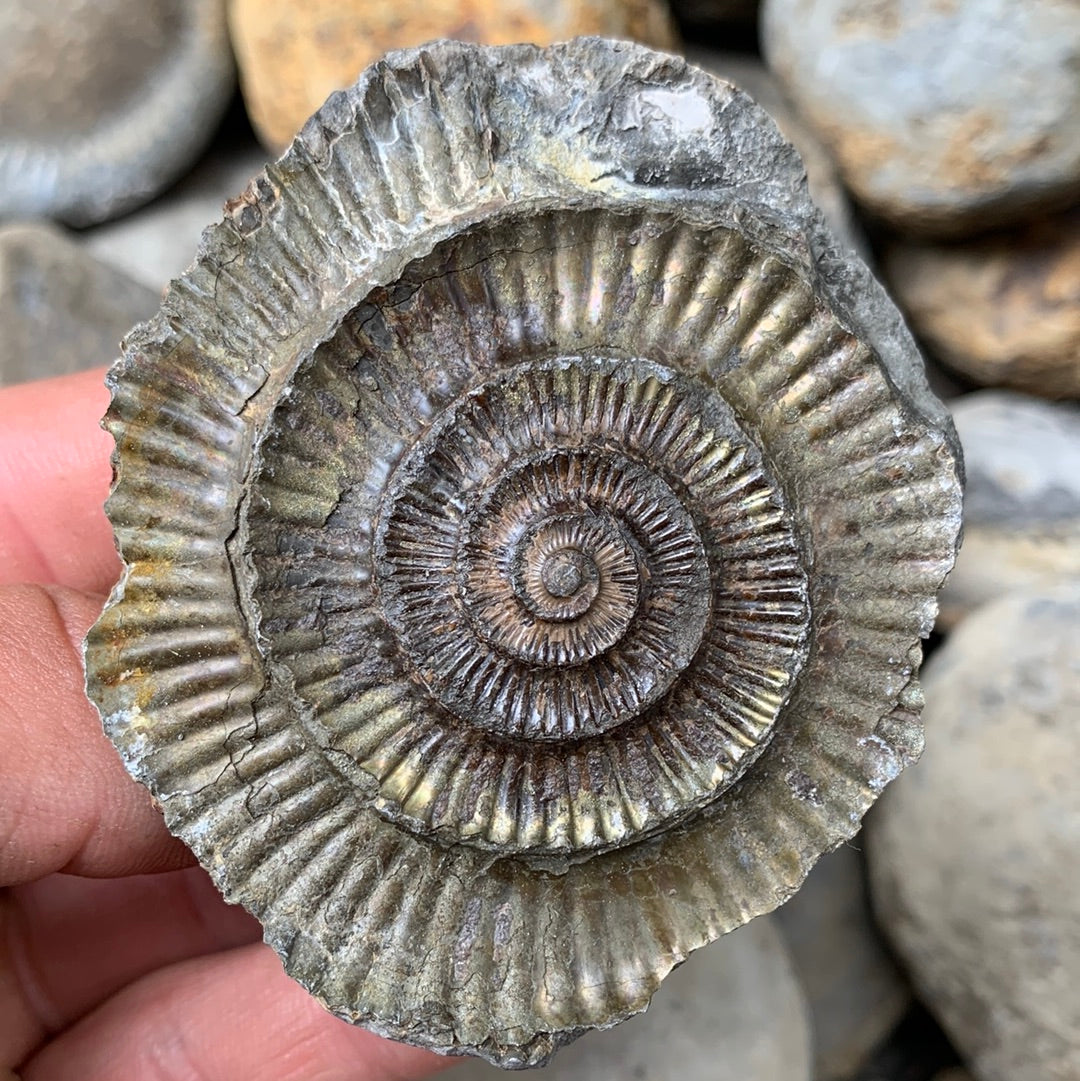 Dactylioceras (split pair) ammonite fossil - Whitby, North Yorkshire Jurassic Coast