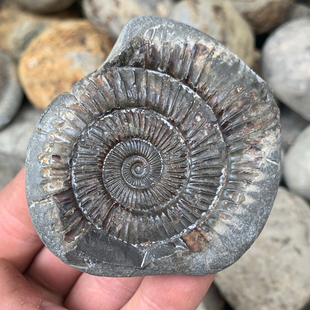 Dactylioceras (split pair) ammonite fossil - Whitby, North Yorkshire Jurassic Coast