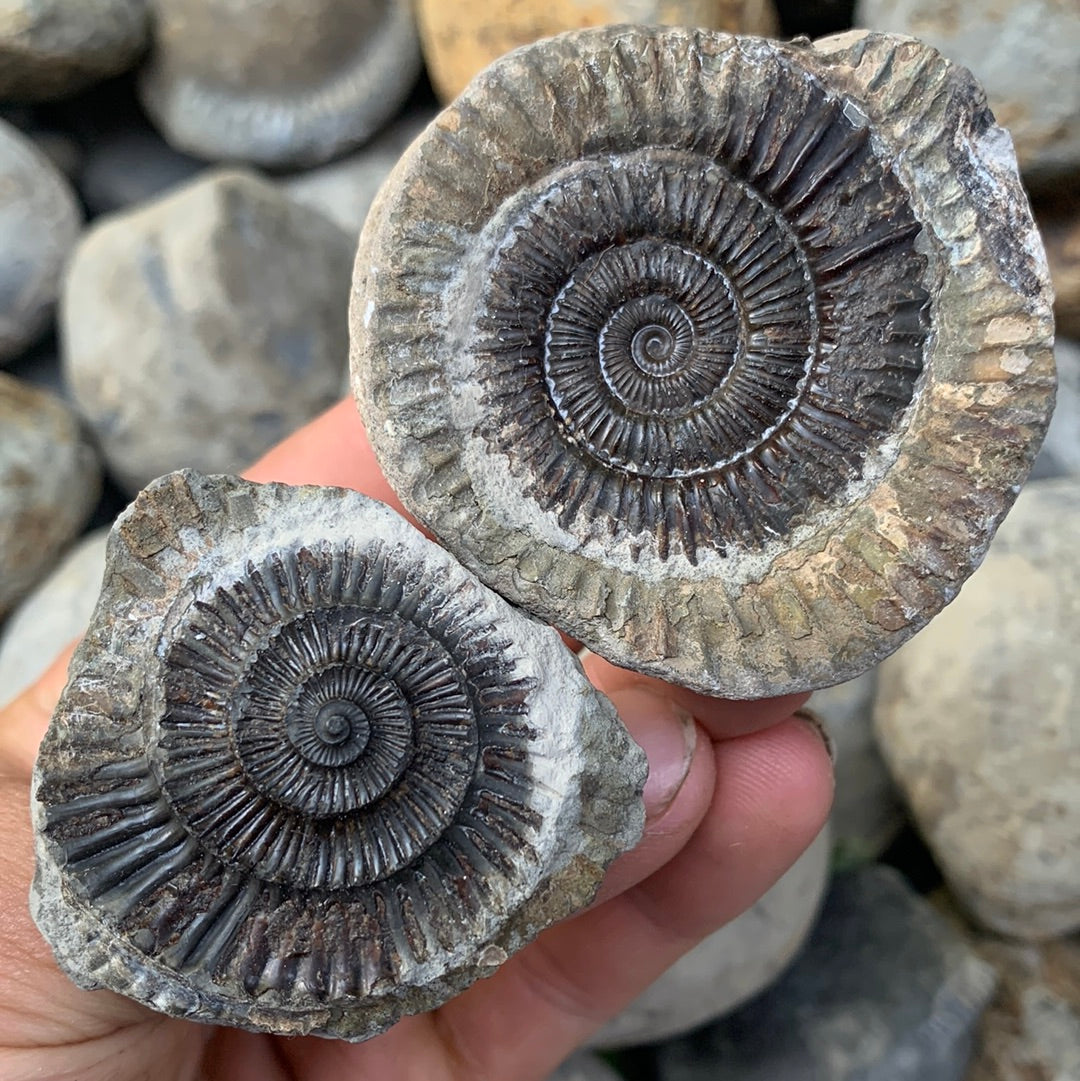 Dactylioceras (split pair) ammonite fossil - Whitby, North Yorkshire Jurassic Coast