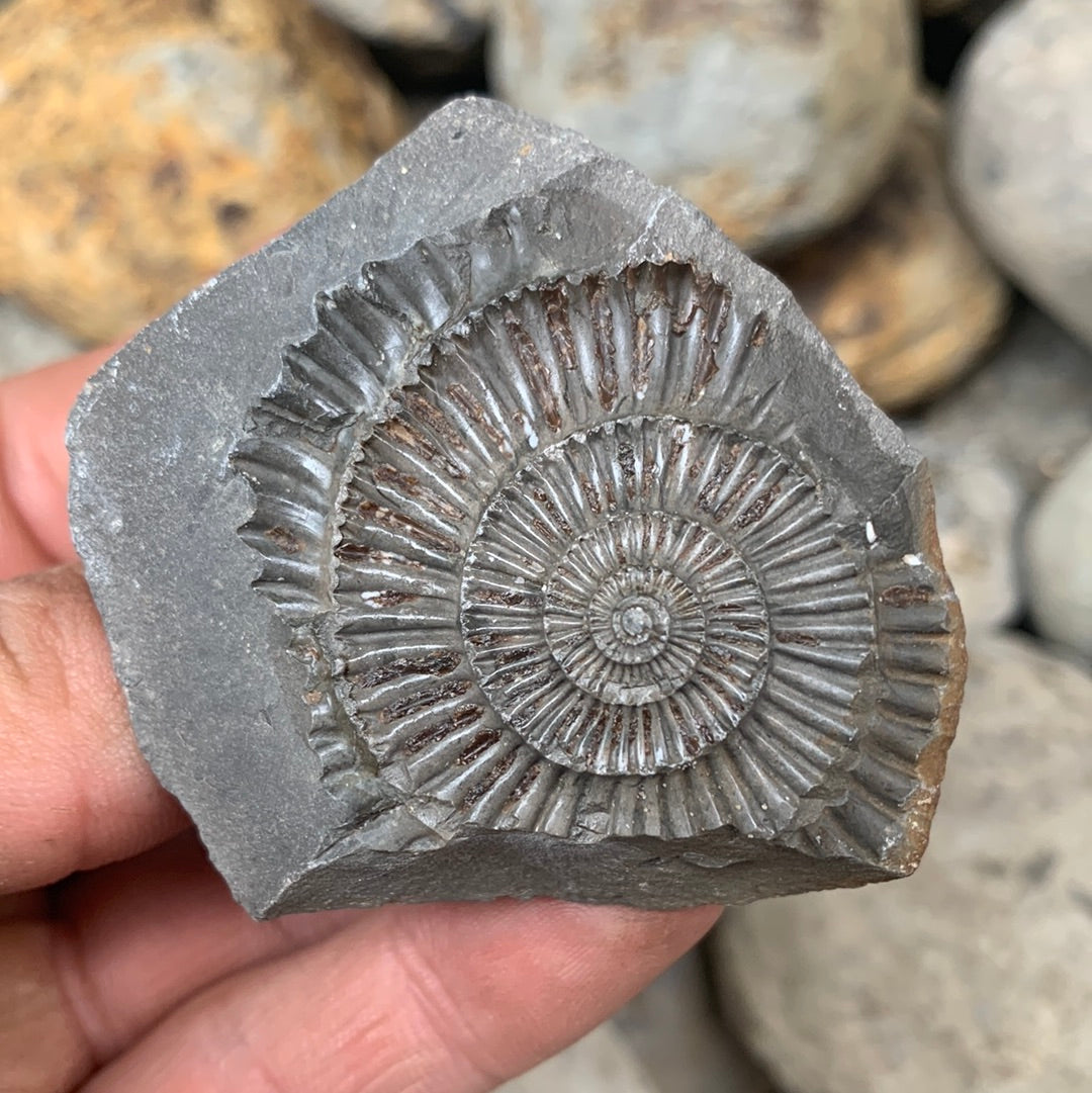 Dactylioceras (split pair) ammonite fossil - Whitby, North Yorkshire Jurassic Coast