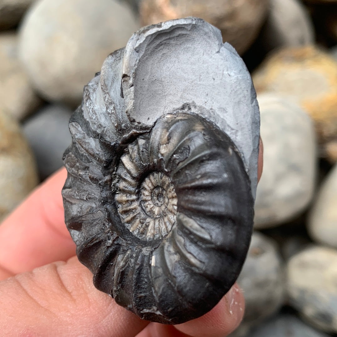 Aegasteroceras sagittarium ammonite fossil - Whitby, North Yorkshire